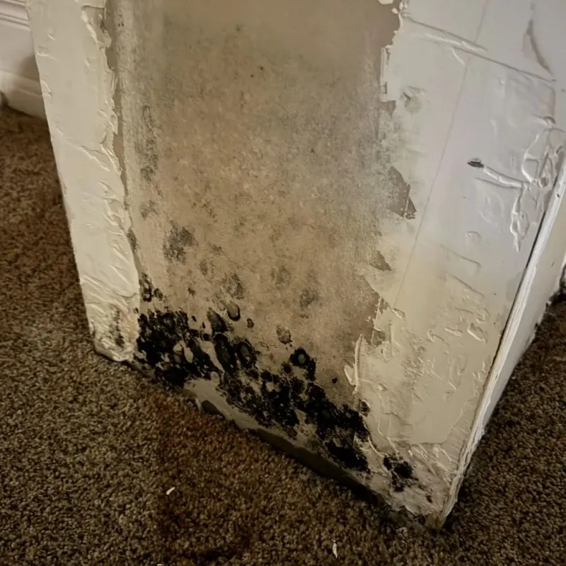 Professional Mold Removal in Edgewood, IN
